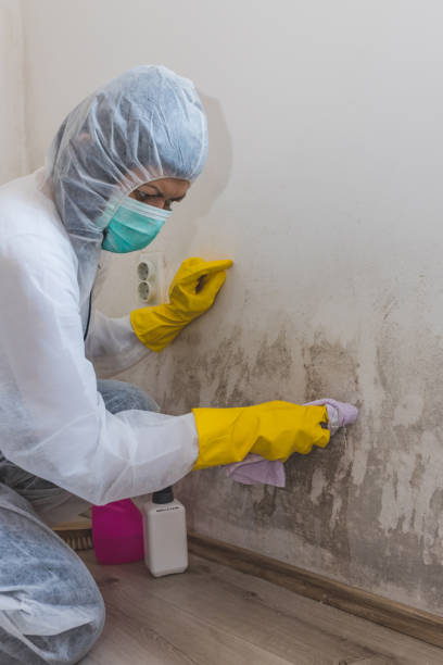 Best Mold-Related Health Consultation  in Marcus Hook, PA