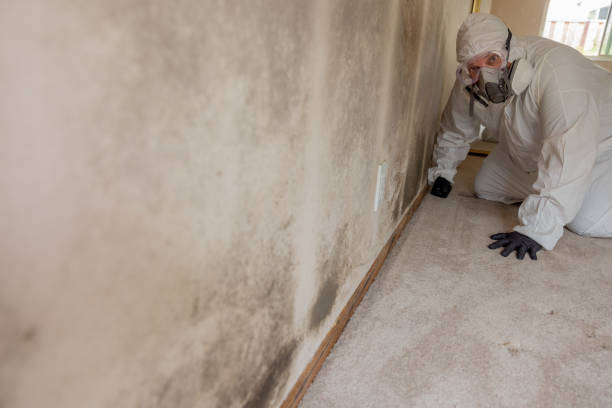 Best Crawl Space Mold Remediation  in Marcus Hook, PA
